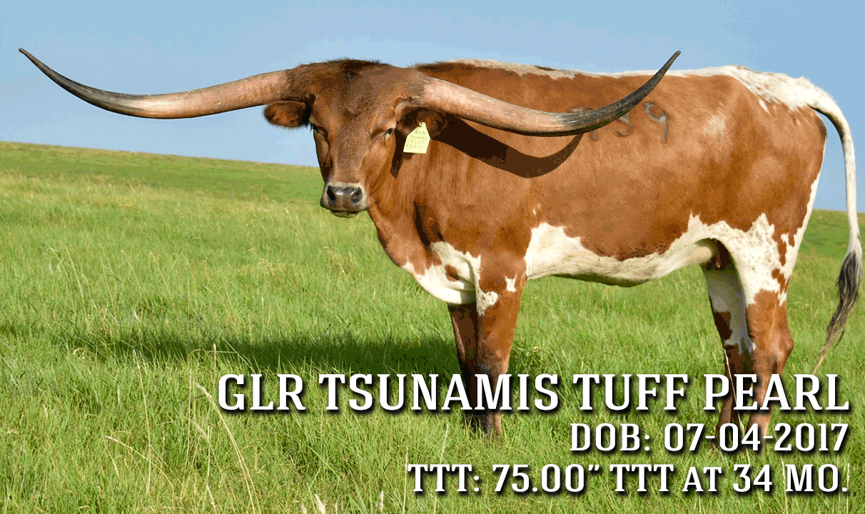 Gilliland Ranch raising premium Registered Texas Longhorns in the